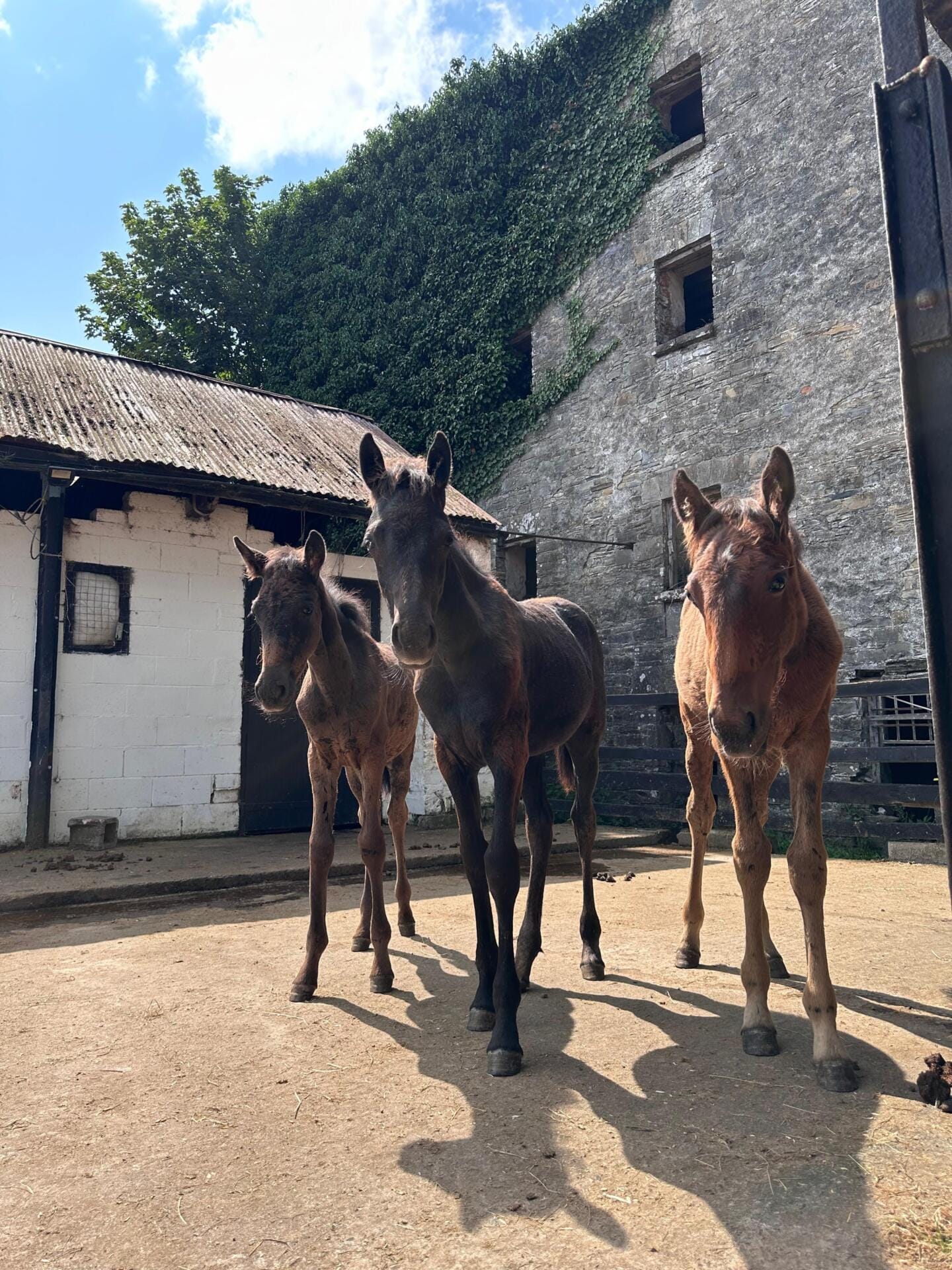 foals