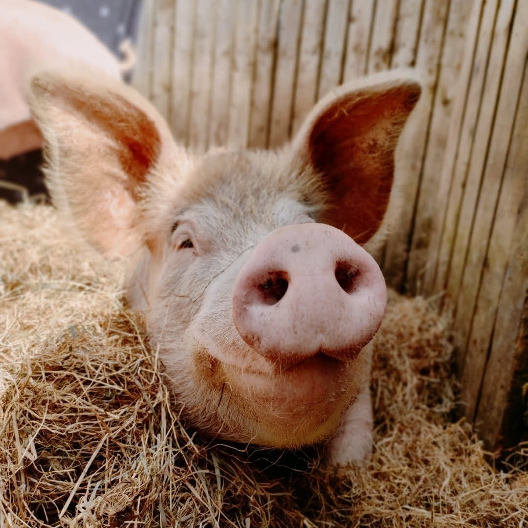 pig